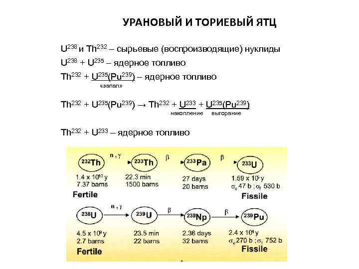 УРАНОВЫЙ И ТОРИЕВЫЙ ЯТЦ U 238 и Th 232 – сырьевые (воспроизводящие) нуклиды U