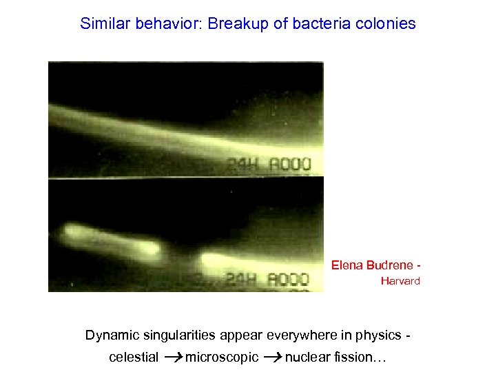 Similar behavior: Breakup of bacteria colonies Elena Budrene Harvard Dynamic singularities appear everywhere in