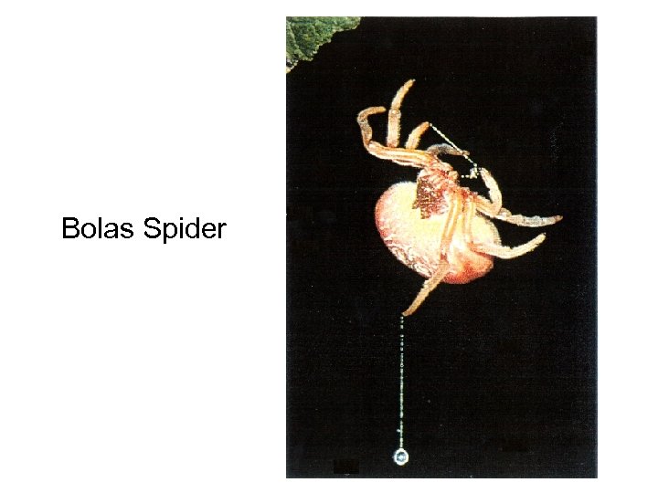 Bolas Spider 