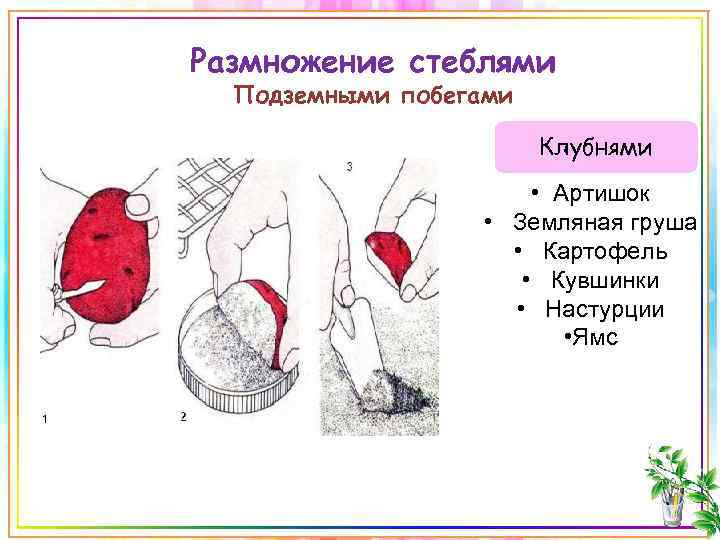 Размножение стеблями Подземными побегами Клубнями • Артишок • Земляная груша • Картофель • Кувшинки