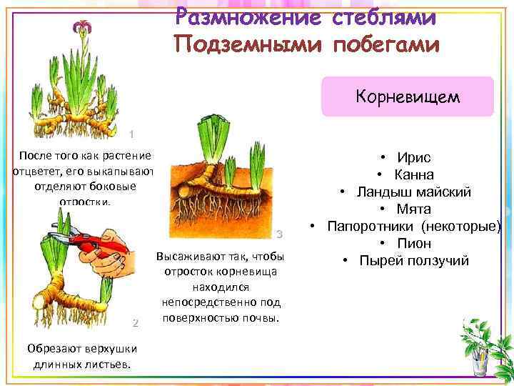 Размножение стеблями Подземными побегами Корневищем После того как растение отцветет, его выкапывают, отделяют боковые