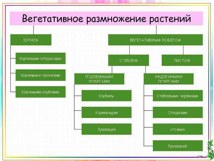 Вегетативное размножение растений 