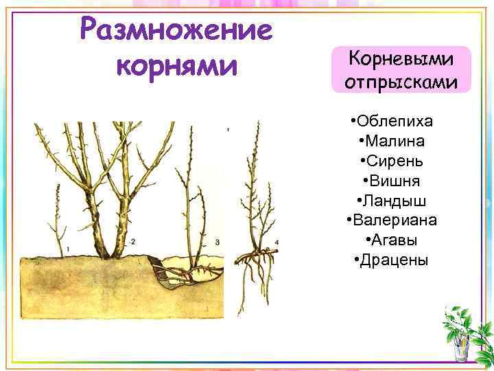 Размножение корнями Корневыми отпрысками • Облепиха • Малина • Сирень • Вишня • Ландыш