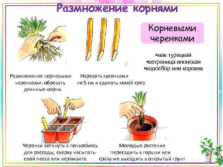 Размножение корнями Корневыми черенками • мак турецкий • ветреница японская • водосбор или коровяк