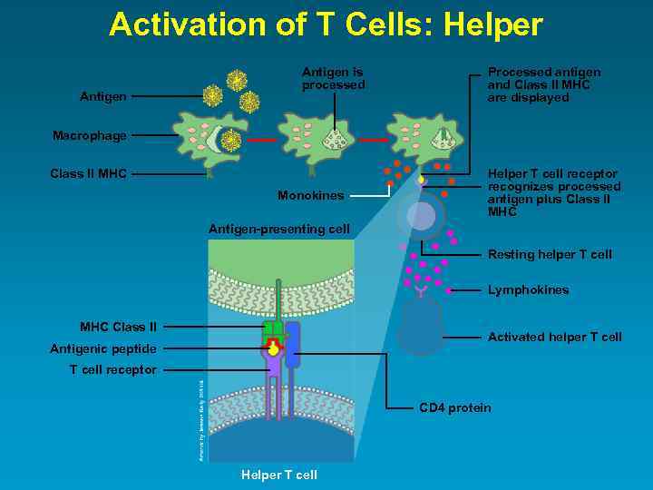 Activation of T Cells: Helper Antigen is processed Processed antigen and Class II MHC