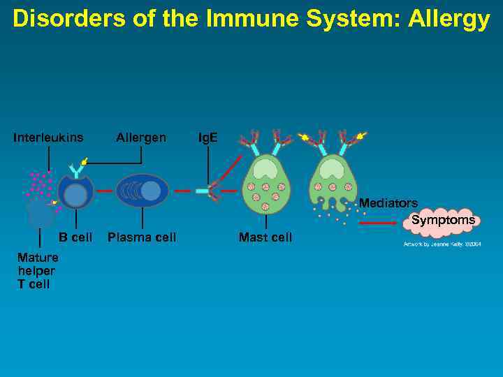 Disorders of the Immune System: Allergy Interleukins Allergen Ig. E Mediators Symptoms B cell