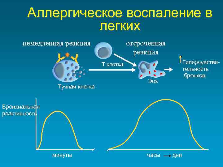 Аллергическое воспаление в легких отсроченная реакция немедленная реакция Гиперчувствительность бронхов T клетка Тучная клетка