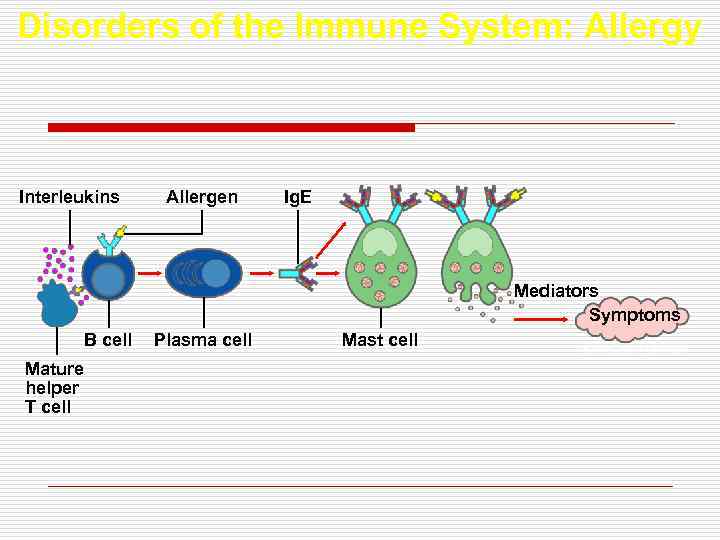 Disorders of the Immune System: Allergy Interleukins Allergen Ig. E Mediators Symptoms B cell