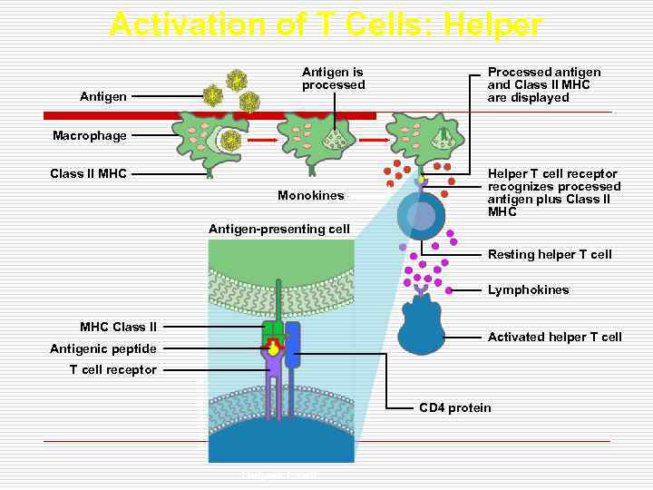 Activation of T Cells: Helper Antigen is processed Processed antigen and Class II MHC
