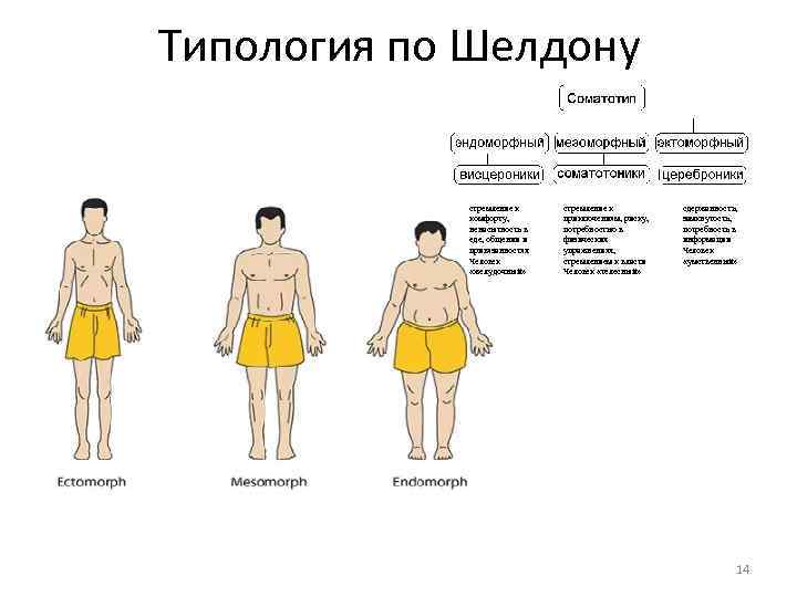 Типология по Шелдону стремление к комфорту, ненасытность в еде, общении и привязанностях Человек «желудочный»