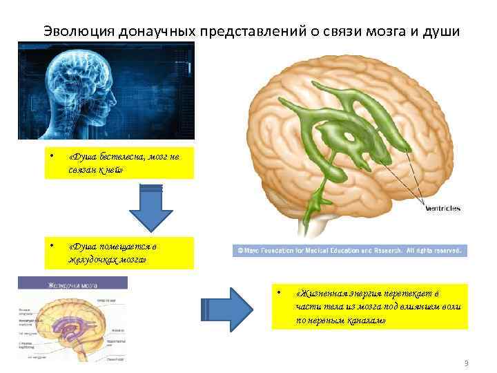 Эволюция донаучных представлений о связи мозга и души • «Душа бестелесна, мозг не связан