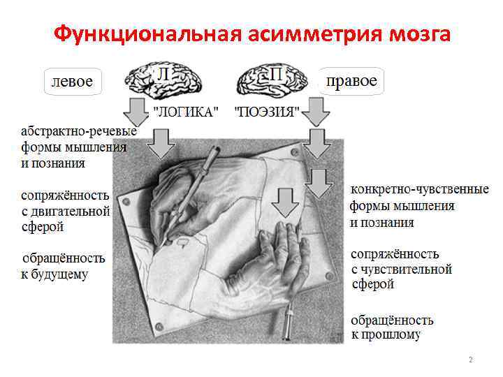 Функциональная асимметрия мозга 2 