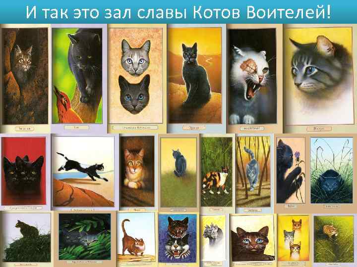 И так это зал славы Котов Воителей! 