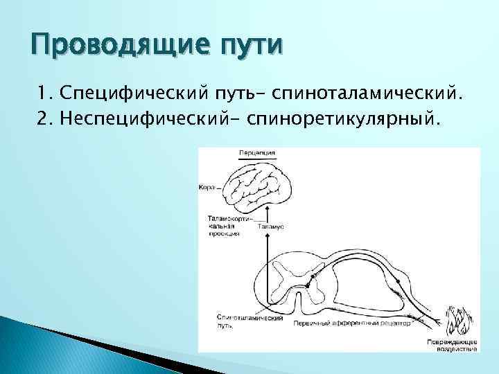 Проводящие пути 1. Специфический путь- спиноталамический. 2. Неспецифический- спиноретикулярный. 