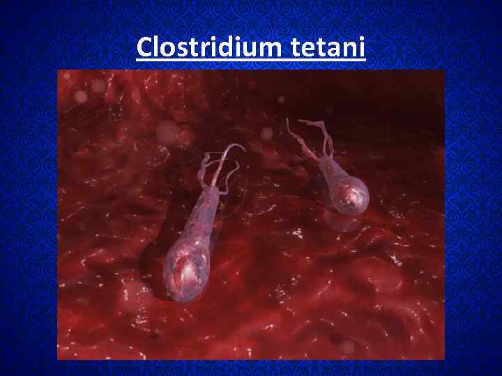 Clоstridium tetani 