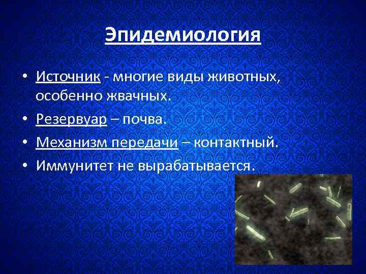 Эпидемиология • Источник - многие виды животных, особенно жвачных. • Резервуар – почва. •