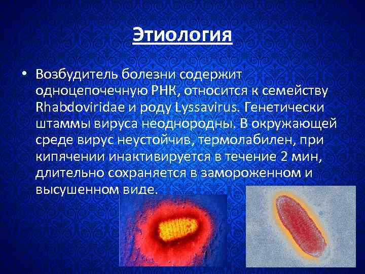 Этиология • Возбудитель болезни содержит одноцепочечную РНК, относится к семейству Rhabdoviridae и роду Lyssavirus.