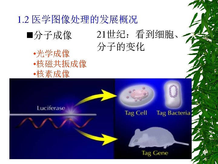1. 2 医学图像处理的发展概况 n分子成像 • 光学成像 • 核磁共振成像 • 核素成像 21世纪：看到细胞、 分子的变化 