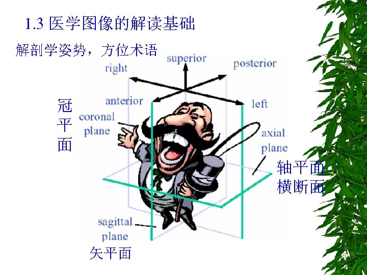1. 3 医学图像的解读基础 解剖学姿势，方位术语 冠 平 面 轴平面 横断面 矢平面 