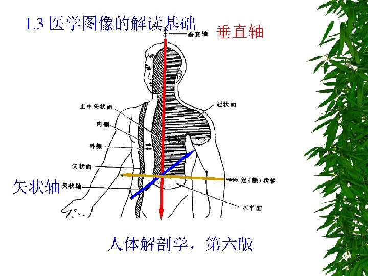 1. 3 医学图像的解读基础 垂直轴 矢状轴 人体解剖学，第六版 