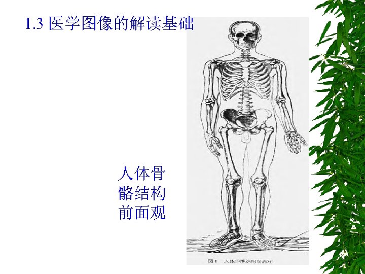 1. 3 医学图像的解读基础 人体骨 骼结构 前面观 