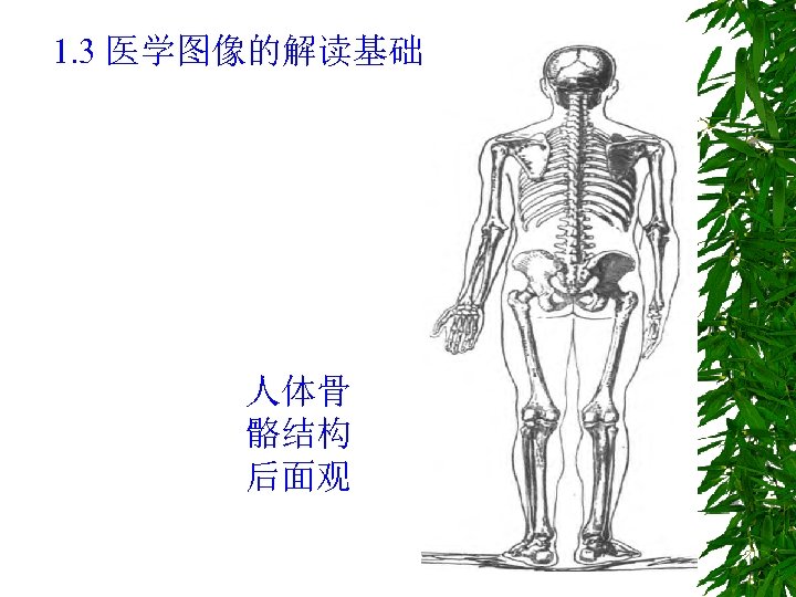 1. 3 医学图像的解读基础 人体骨 骼结构 后面观 