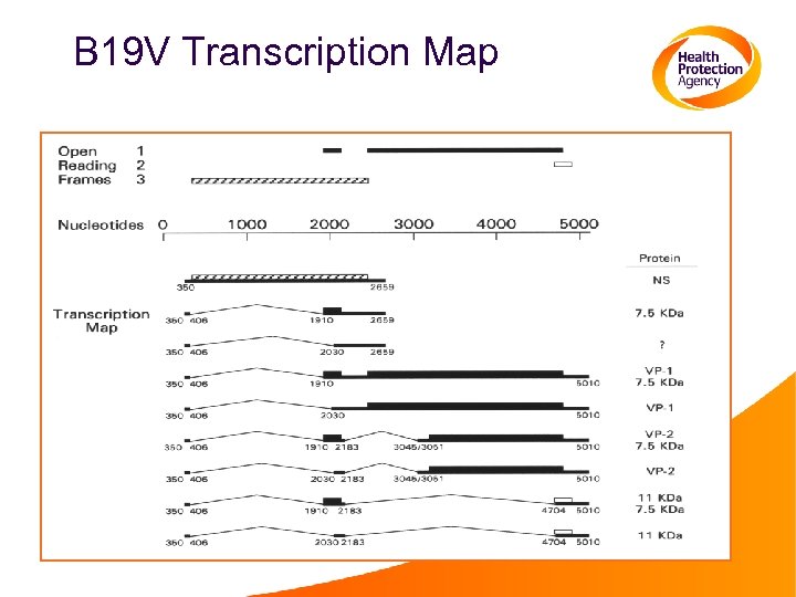 B 19 V Transcription Map 