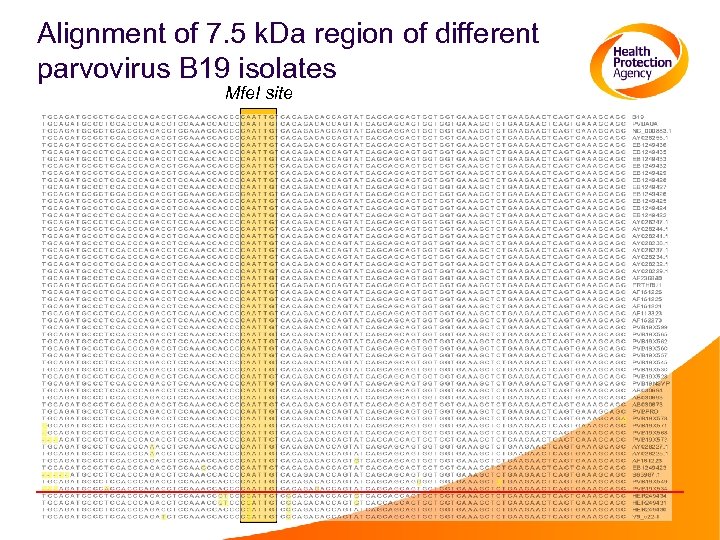 Alignment of 7. 5 k. Da region of different parvovirus B 19 isolates Mfe.