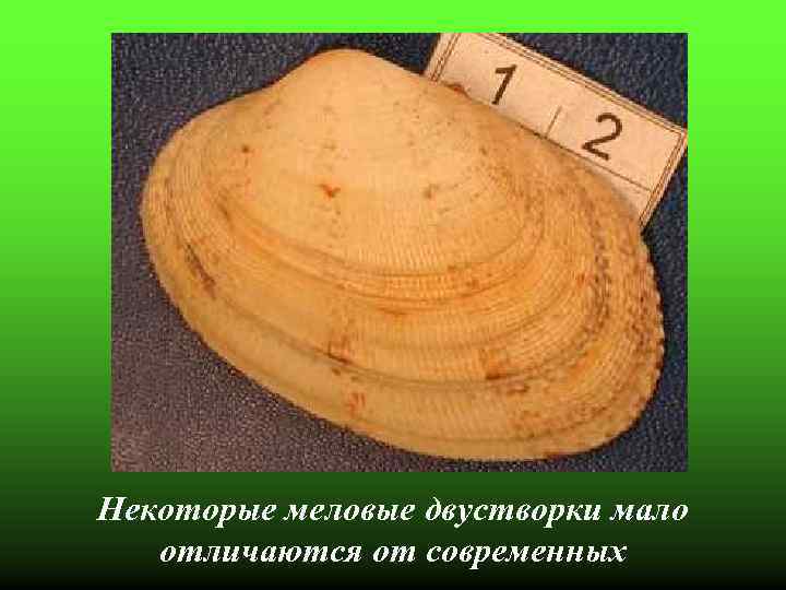 Некоторые меловые двустворки мало отличаются от современных 