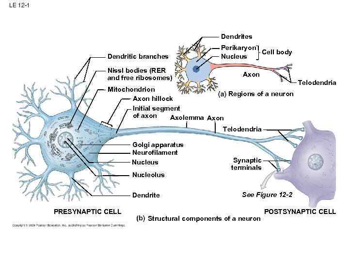 LE 12 -1 Dendrites Dendritic branches Nissl bodies (RER and free ribosomes) Perikaryon Cell