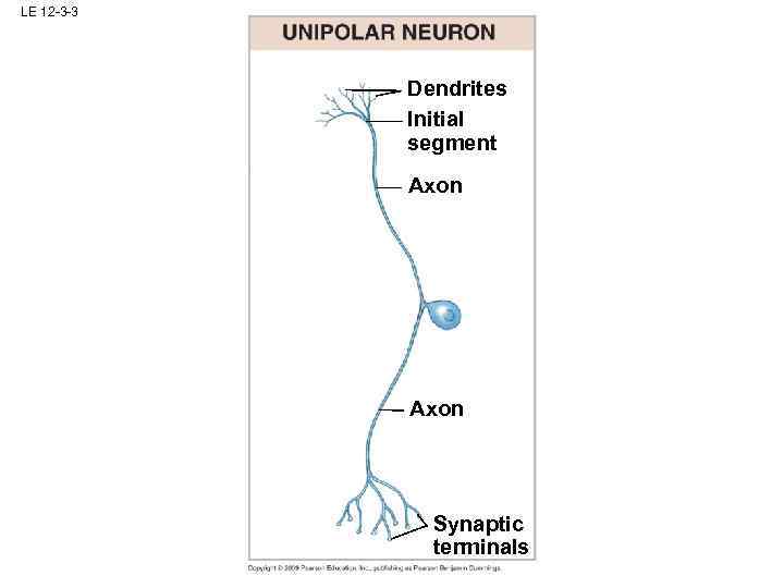 LE 12 -3 -3 Dendrites Initial segment Axon Synaptic terminals 