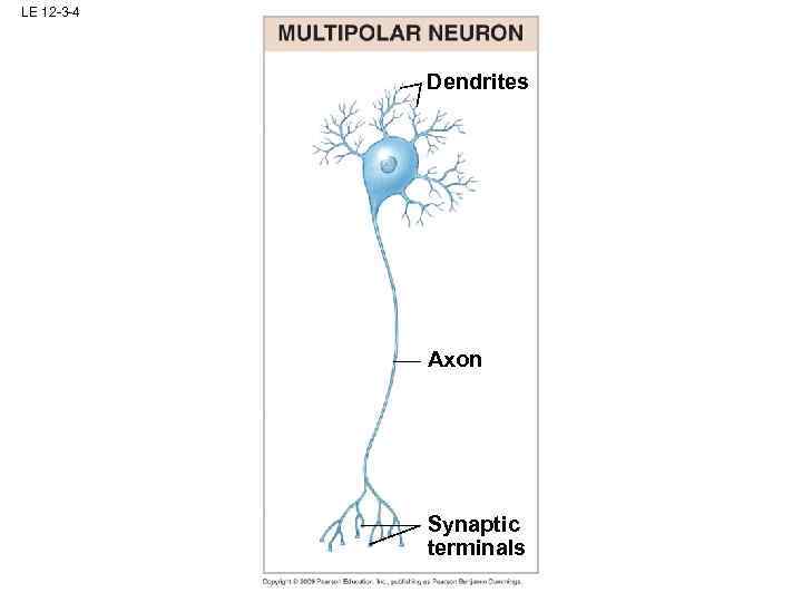 LE 12 -3 -4 Dendrites Axon Synaptic terminals 