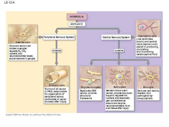 LE 12 -4 are found in Peripheral Nervous System Central Nervous System Satellite cells