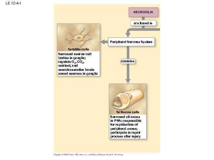 LE 12 -4 -1 are found in Peripheral Nervous System Satellite cells Surround neuron