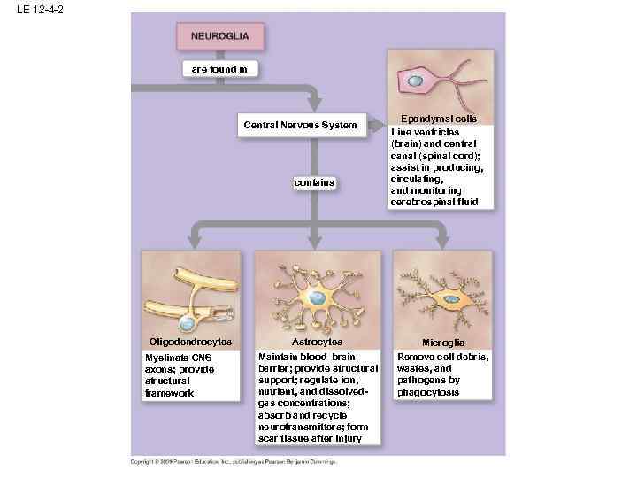 LE 12 -4 -2 are found in Central Nervous System contains Oligodendrocytes Myelinate CNS