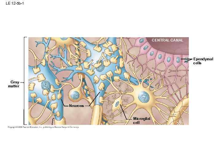 LE 12 -5 b-1 CENTRAL CANAL Ependymal cells Gray matter Neurons Microglial cell 