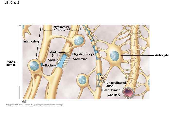 LE 12 -5 b-2 Myelinated axons Internode Myelin (cut) White matter Axon Oligodendrocyte Astrocyte