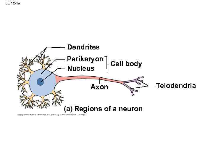 LE 12 -1 a Dendrites Perikaryon Cell body Nucleus Axon Regions of a neuron