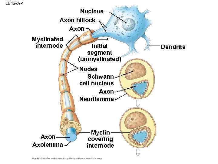 LE 12 -6 a-1 Nucleus Axon hillock Axon Myelinated internode Initial segment (unmyelinated) Nodes