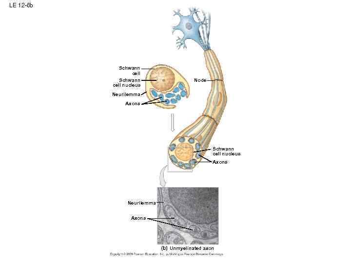 LE 12 -6 b Schwann cell nucleus Node Neurilemma Axons Schwann cell nucleus Axons