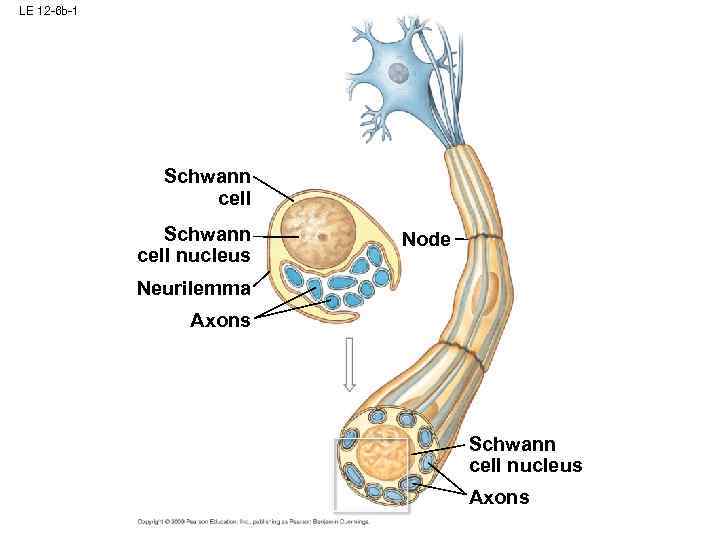 LE 12 -6 b-1 Schwann cell nucleus Node Neurilemma Axons Schwann cell nucleus Axons