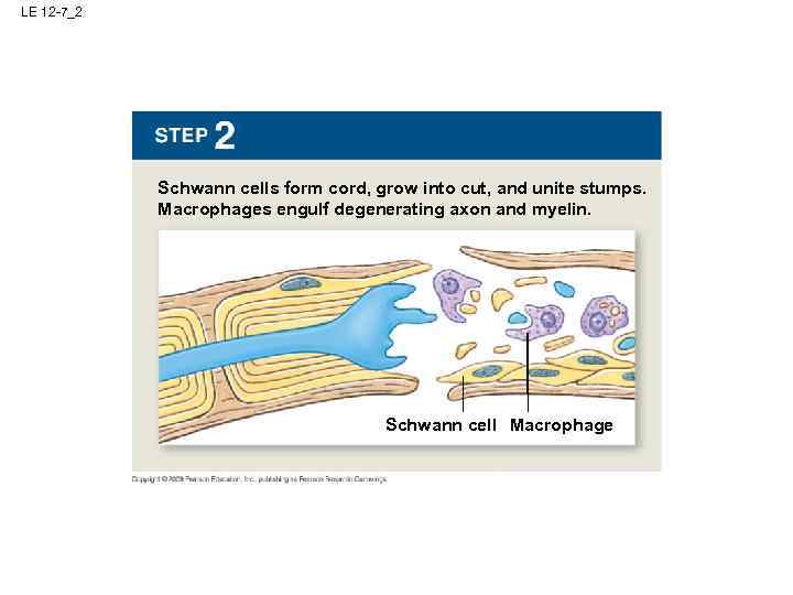 LE 12 -7_2 Schwann cells form cord, grow into cut, and unite stumps. Macrophages