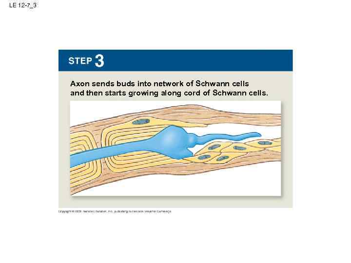 LE 12 -7_3 Axon sends buds into network of Schwann cells and then starts