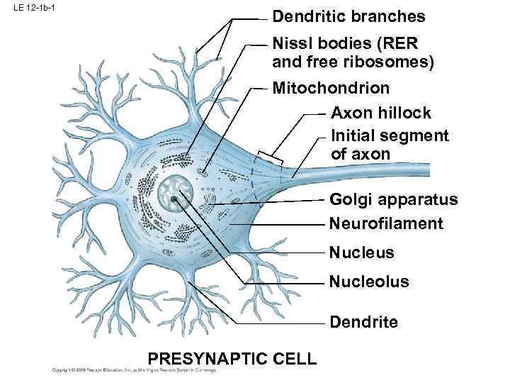structure a neuron dendrite