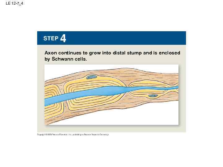 LE 12 -7_4 Axon continues to grow into distal stump and is enclosed by