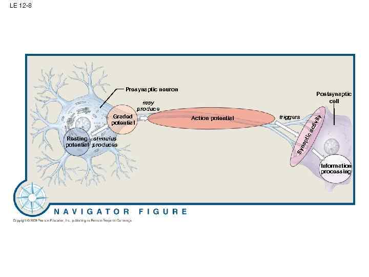 LE 12 -8 Presynaptic neuron Postsynaptic cell may produce pti ca cti vit y