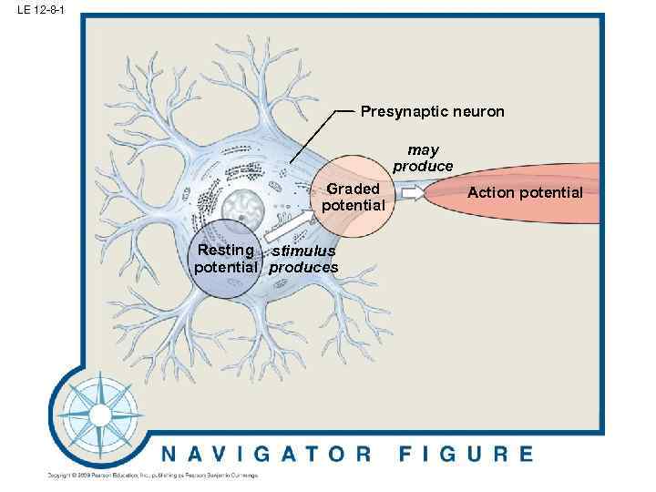 LE 12 -8 -1 Presynaptic neuron may produce Graded potential Resting stimulus potential produces