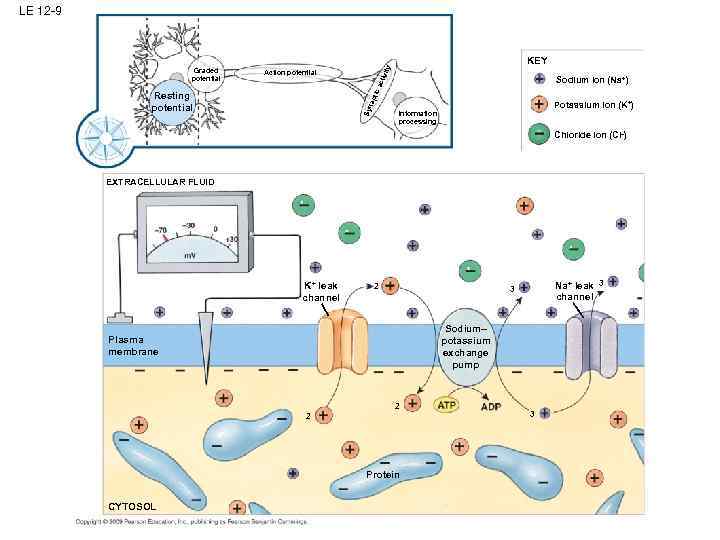 LE 12 -9 y KEY ivit Action potential act Sodium ion (Na+) tic Graded