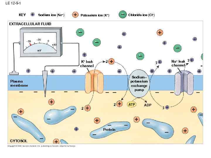 LE 12 -9 -1 KEY Sodium ion (Na+) Chloride ion (Cl–) Potassium ion (K+)