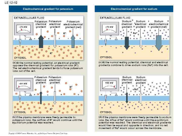 LE 12 -10 EXTRACELLULAR FLUID Potassium chemical electrochemical – 70 m. V gradient (net)